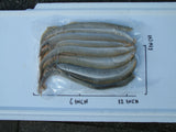 Lamprey
