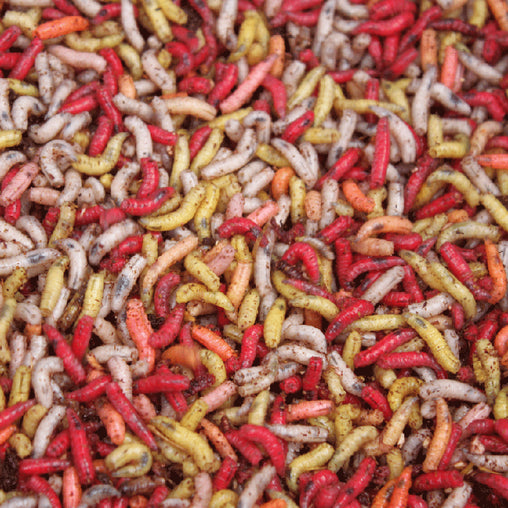Bulk Maggots + 1 week old