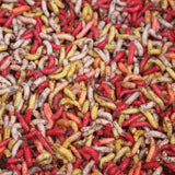 Bulk Maggots + 1 week old