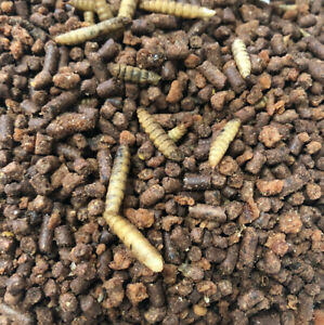 Black Fly and Blood Bag Mix
