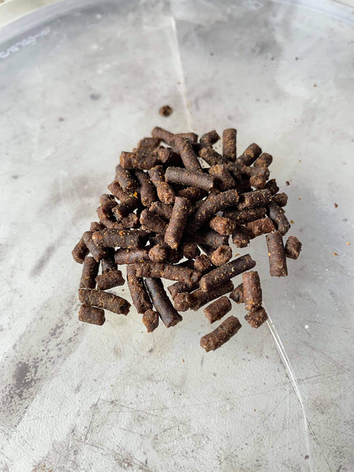 Black Fly and Blood Pellet