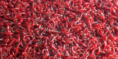 Bloodworm