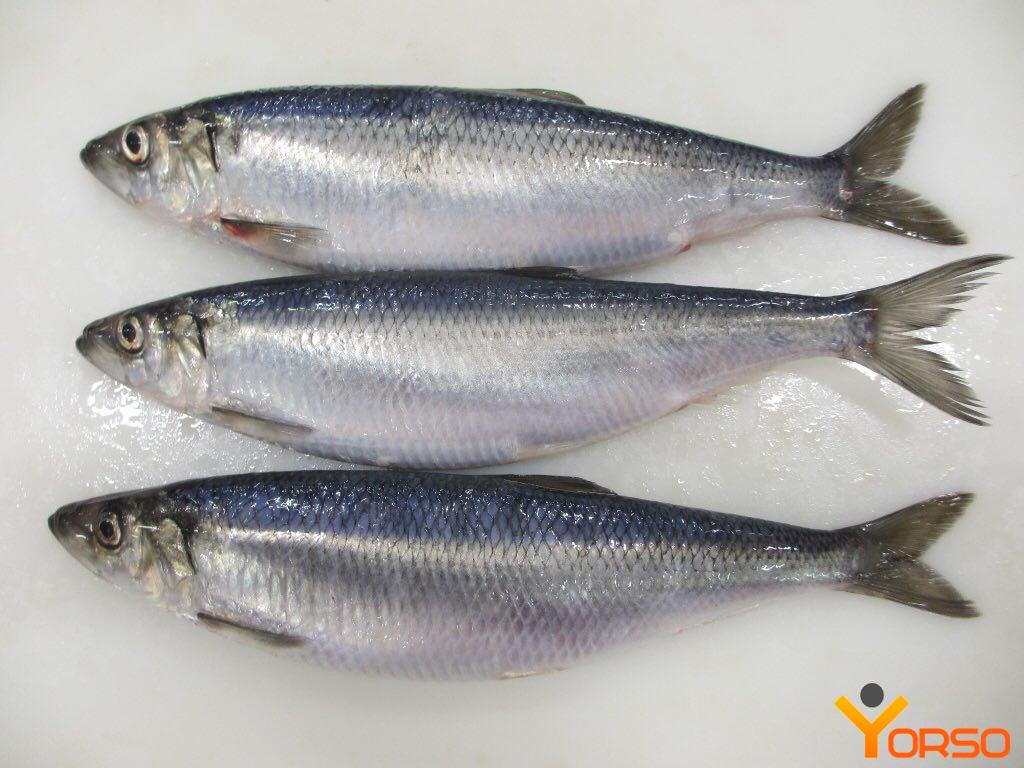 Herring Large
