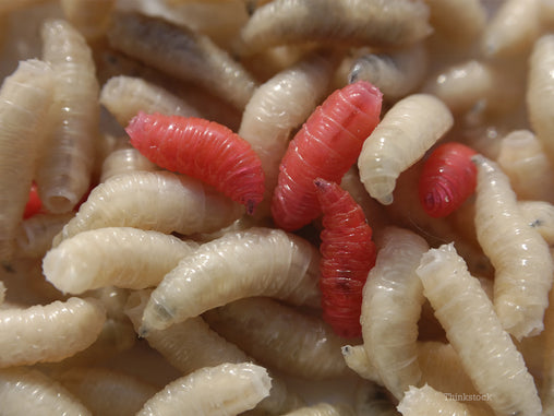 Live Maggots