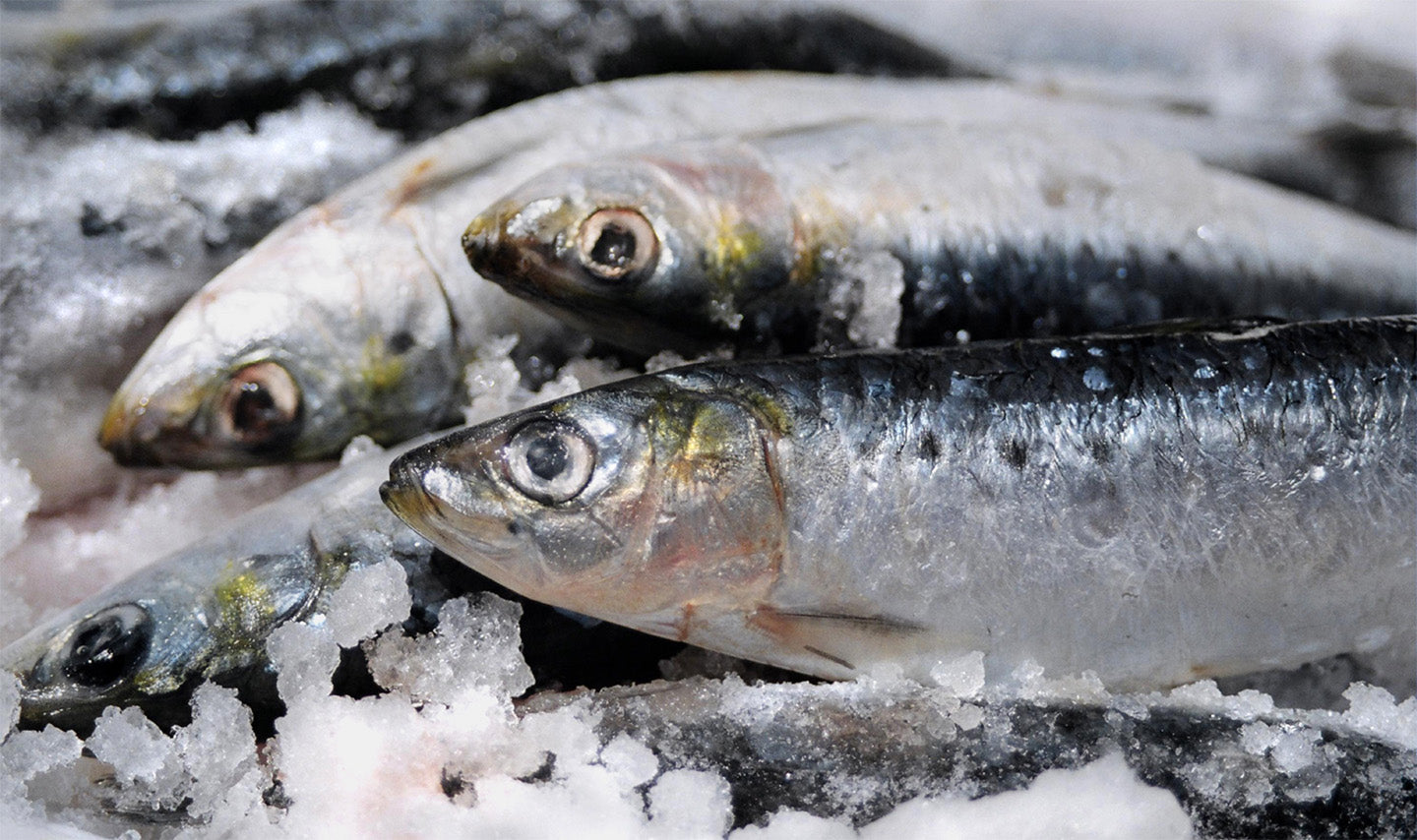 Sardines