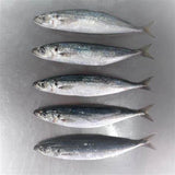 Scad Horse Mackerel