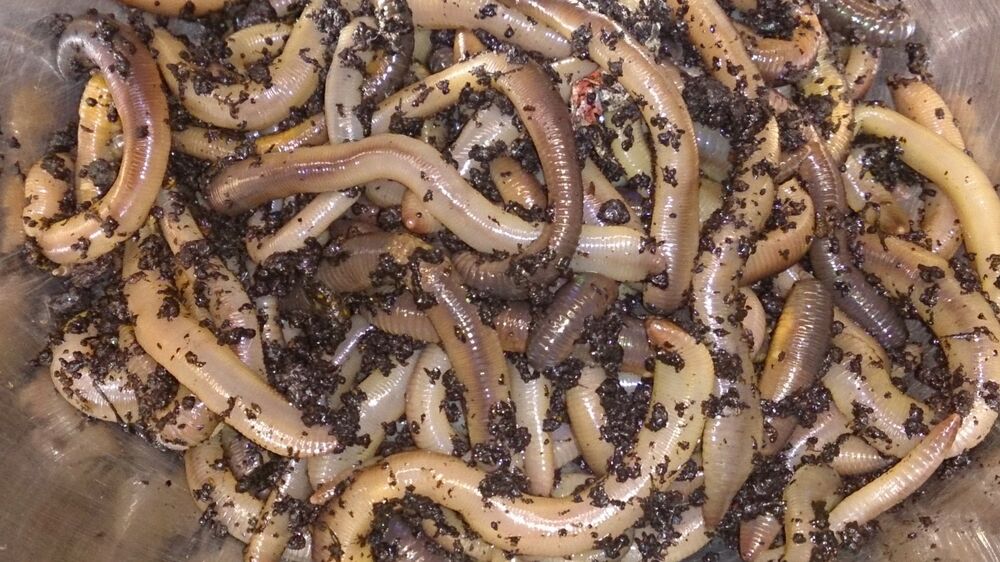 Lobworms