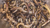 Lobworms