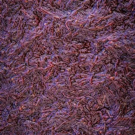 Particle Infused Bloodworm