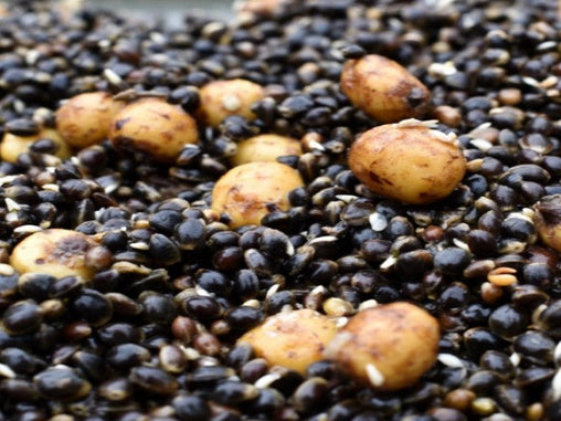 Hempseed, Tigers & Crushed Tiger