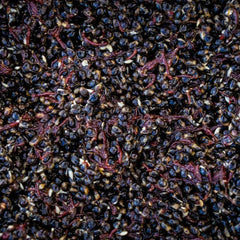 Particle Infused Bloodworm