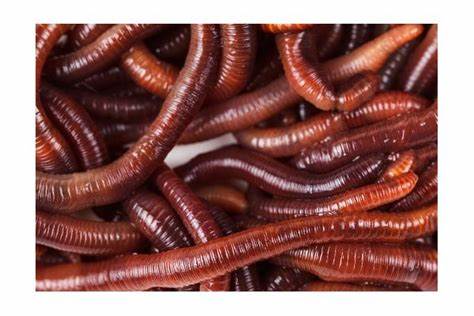 Dendrobena Worms