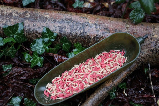 Maggot Powder Maggots – CMCS Fish Feed