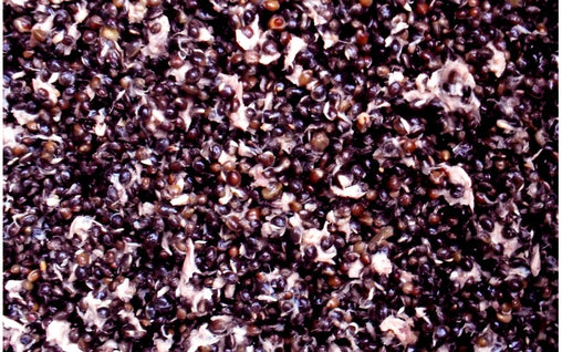Hempseed/Tuna