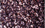 Hempseed/Tuna