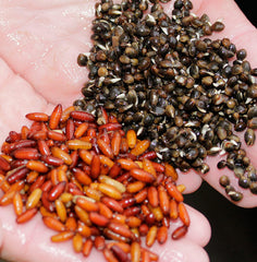 Hempseed/Maggot or Casters