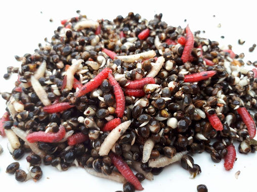 Hempseed/Maggot or Casters