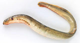 Lamprey eel