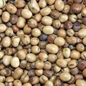Milky Cloud M-T Large Seed Spod Mix