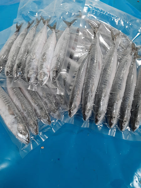 Mini Mackerel