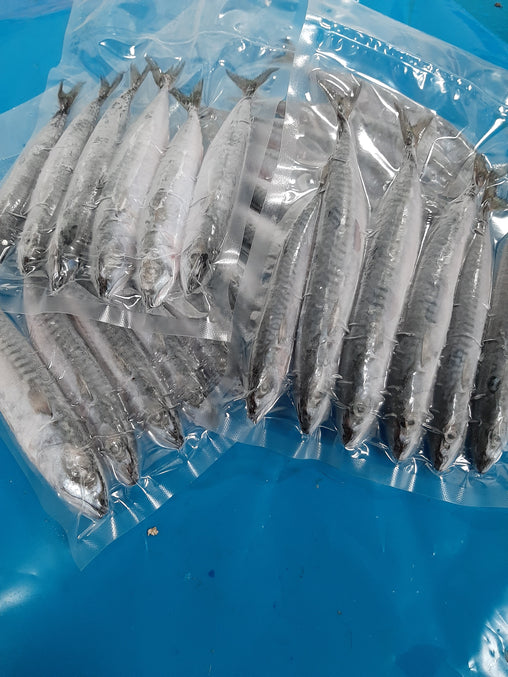 Mini Mackerel