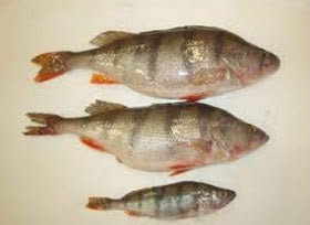Perch