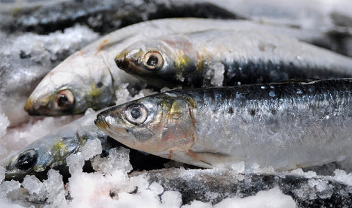 Sardines