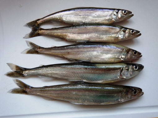 Smelt