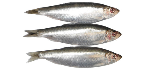 Sprat
